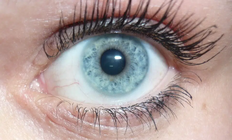 irisfoto1